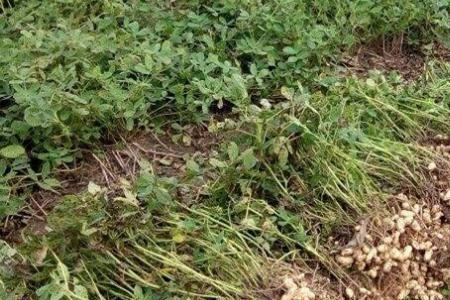 花生长在地里有啥优点和缺点