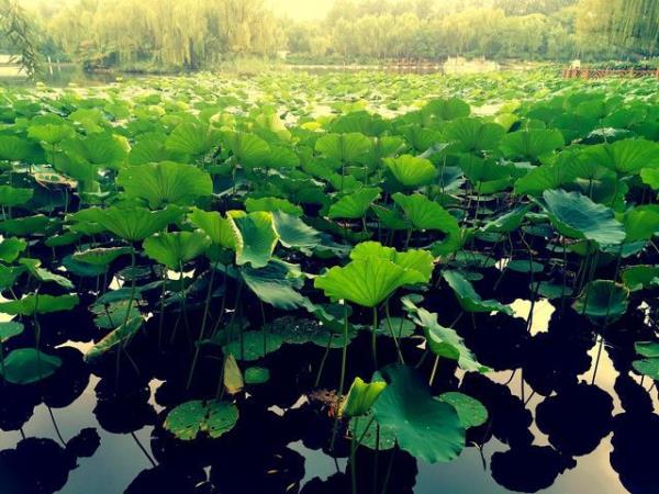桂花浮半月荷叶立一塘什么意思