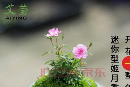 姬月季和铃兰花养那个好