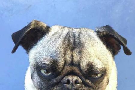 巴哥犬呜呜叫怎么回事