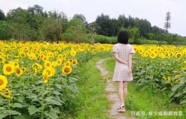 七月中旬适合种植什么植物