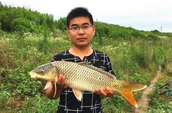 早上钓鲤鱼是钓深水还是浅水
