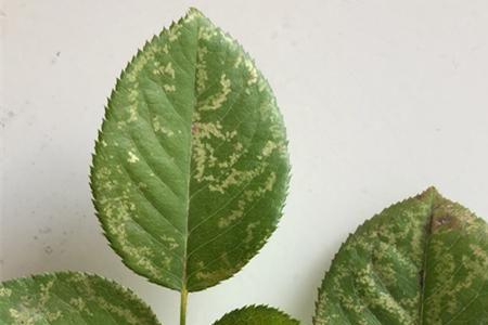 植物叶子裂开是缺什么元素