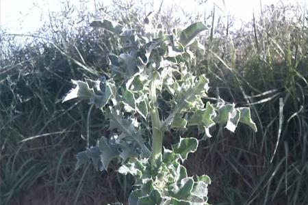 现黄芩苗后白蒿用什么除草剂
