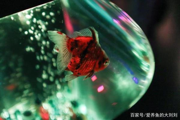 金鱼苗蛋黄水可以喂几天