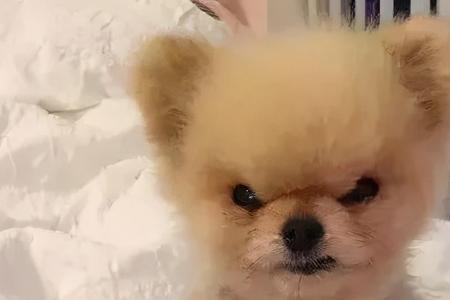 讨厌狗的女性是什么个性