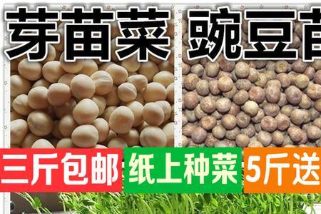 水培麻豌豆可以收割几次