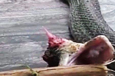 断头牛是什么意思