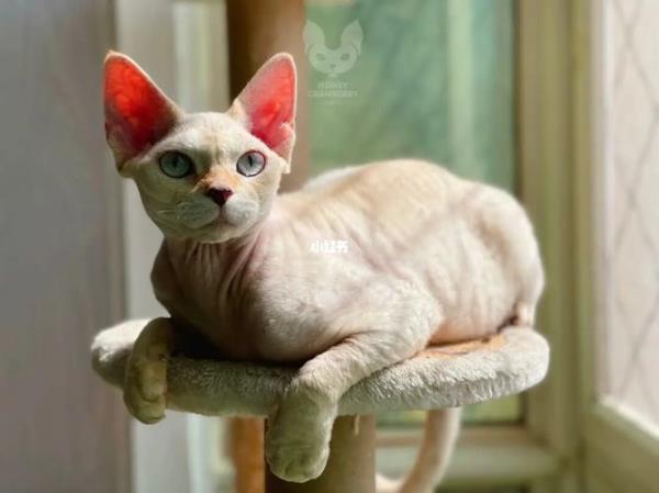 德文卷毛猫幼猫适宜温度