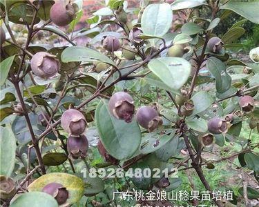 为什么没人种植捻子果