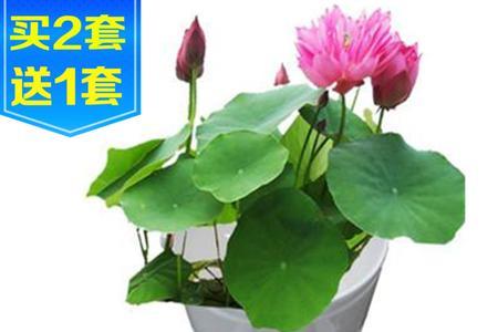河莲花种子怎么播种