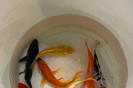 可以和锦鲤混养的冷水鱼