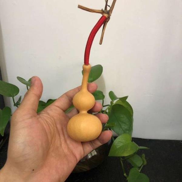 葫芦上的皮乱很了怎么办