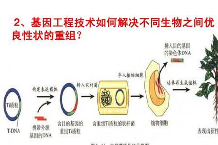 基因工程为什么属于基因重组