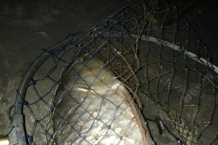 夜钓水深五米怎么钓鲤鱼