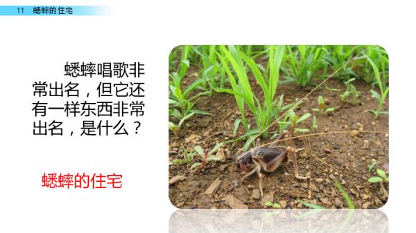 蟋蟀的住宅2到6自然段具体特征