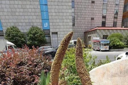 铁树开花的种子有什么用处