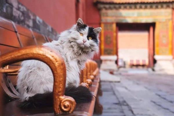故宫里的猫为什么会留下来