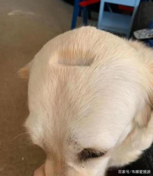 母金毛剪胡须吗