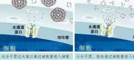 水分子有大分子小分子一说吗
