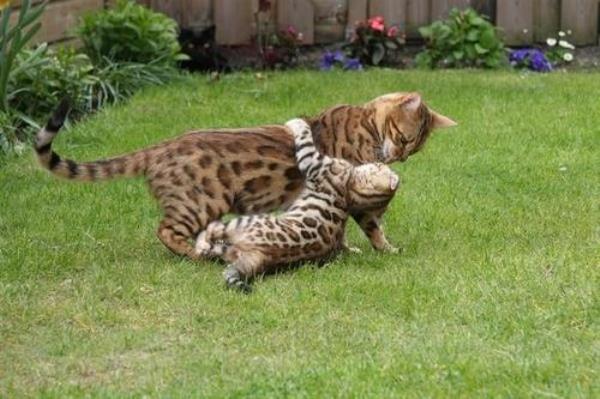 豹猫吃猫么