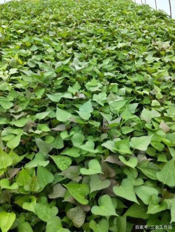 红薯最佳种植时间及方法