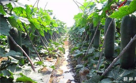 小冬瓜种植技术的要点