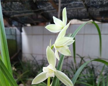 莲瓣兰雪人的优缺点