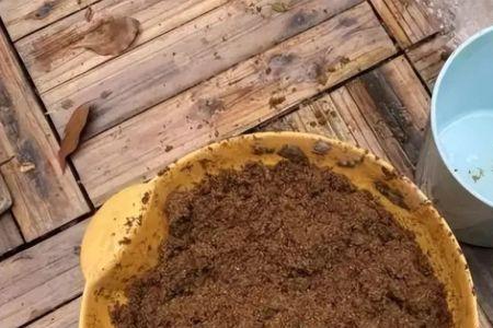 太阳菌用什么红糖养