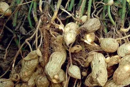 花生根部发霉腐烂生根