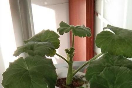 6月份移栽天竺葵可以吗