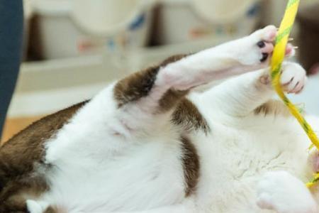 猫咬人最狠的处理方法