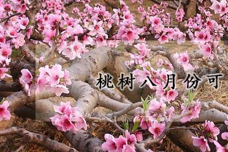 桃树花后长风枝可以剪吗