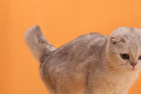 猫咪不生多久小猫会憋死