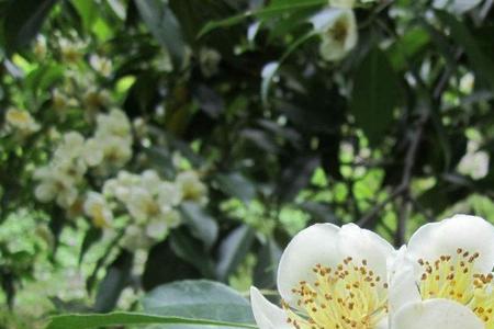 茉莉，含笑怎么区分