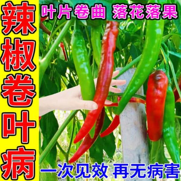 什么农药治刺刺菜
