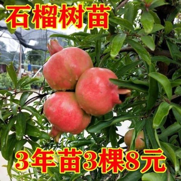 石榴嫁接梨可以吗