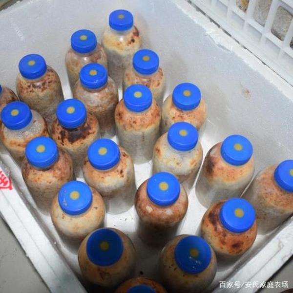 白蜡树根长出来的菌是什么菌种