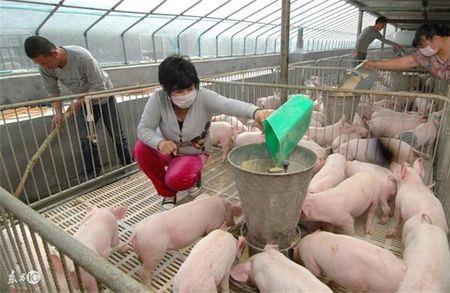 广东农村养猪最新环保政策