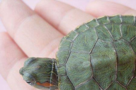 千年窫窳和万年技能一样吗