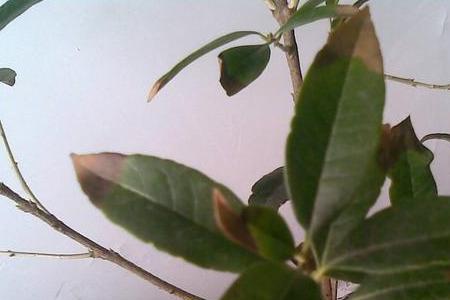 桂花叶小生长不旺怎么回事