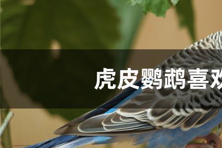 冬天虎皮鹦鹉不保暖行不行