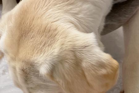拉布拉多幼犬粮吃到什么时候