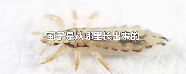 冬天头上会长虱子吗