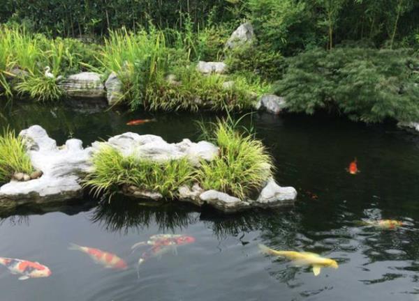 鱼池壁的是青苔还是绿藻