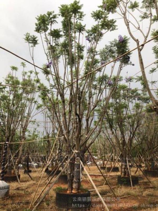 蓝花楹怎么移植