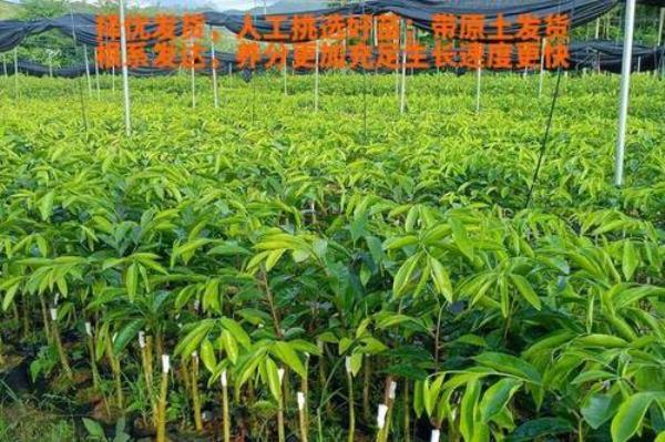 奇楠树嫁接多久发芽