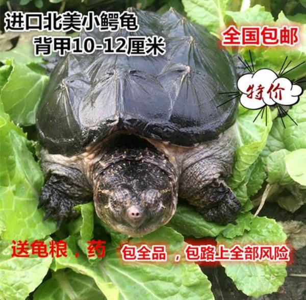 鳄龟苗多大可以吃小鱼苗