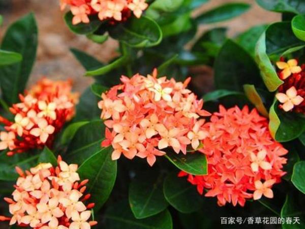龙船花叶片出现裂痕