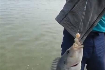 钓的鱼卖给别人犯法不